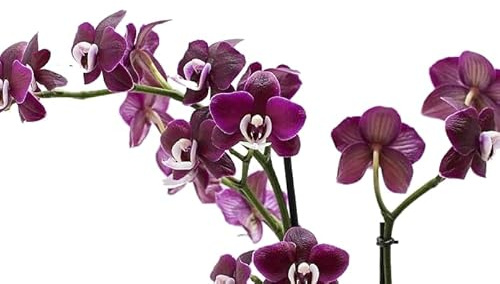 Orquídea Natural Planta de Flores Exóticas - Maceta de 9cm