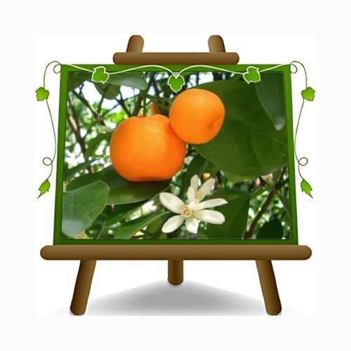 EURO PLANTS VIVAI Agrumes Citrus Mandarin - Citrus Reticolata - Plante fruitière sur un pot de 26 cm - Hauteur 150 cm