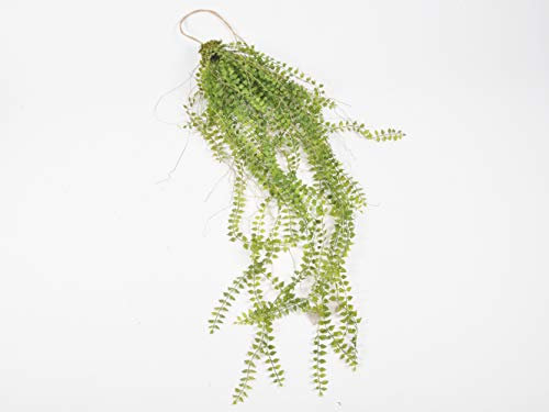 Felce Mini Pendente Verde