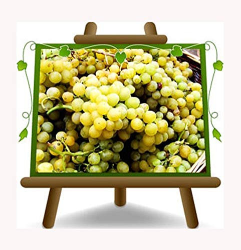 Vigne palatine blanc résistant - Plante de fruits sur pot 20 - arbre max 170 cm - 2 ans