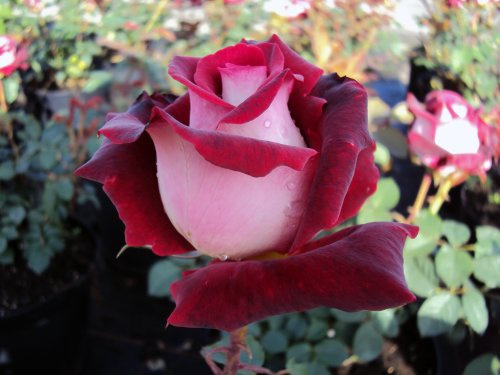 Edelrose Osiria ® Containerrosen im großen 7,5 Liter Topf