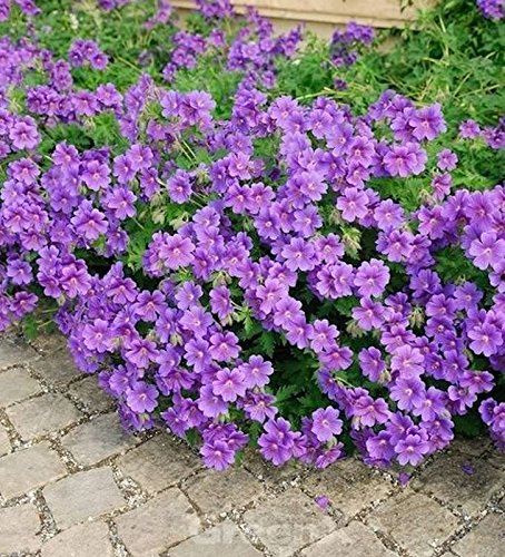 Pracht Storchschnabel Anemoniflorum - Geranium magnificum - lebende Gartenpflanze aus den Baumschulen