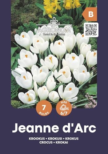AGRONOM | Crocus - JEANNE D'ARC | Bulbes de fleurs vivaces | Fleurs Blanc | Cultivés dans les jardins, en pots ou plantés sur des pelouses fleuries | Bulbes de crocus | 7 bulbes