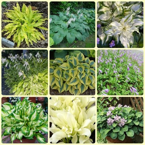 Semi di Hosta, da esterno Hosta plantaginea, resistenti all'esterno semi da giardino 200pcs