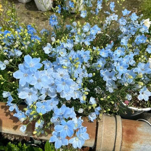Semi di speronella - resistenti esterno balcone giardino 250pcs