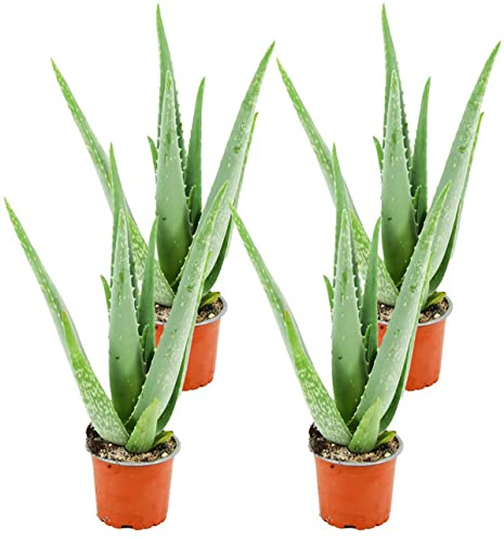 ZynesFlora Echte Aloe Vera Pflanze im Ø 10,5 cm Pflanzentopf - 4 Stück - Höhe: 35-40 cm - Heilpflanze Sukkulente