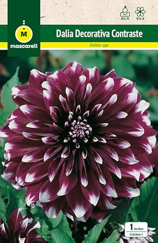 Mascarell Semillas, DALIA DEC. CONTRASTE, Semillas Bulbosas, Bulbos de Flores Primavera Fácil de Cultivar, Bolsa 1 Bulbo