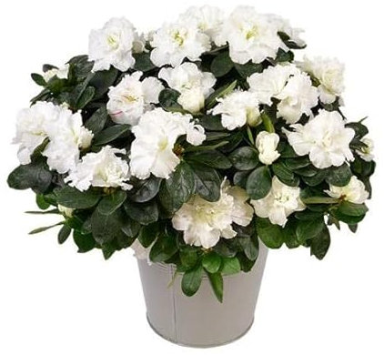 Azalea Planta Natural La Armonía de la Naturaleza en tu Terraza