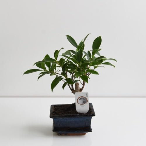 Miniature Bonsai Ficus Tree in Japanese Ceramic Saucer - Ideal for Beginners - Indoor Bonsai Tree with Glossy Green Foliage – 1x 13cm Potted Plant by Thompson & Morgan