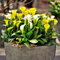 Calla-Lilien Zwiebeln, Blumenzwiebel Mix Calla Lilien zwiebeln, Mehrjährige Blumenzwiebel, Die Mehr Als 5 BlüTen Hervorbringen, Ideal FüR Topfpflanzen, ist winterhart,-6zwiebeln-I