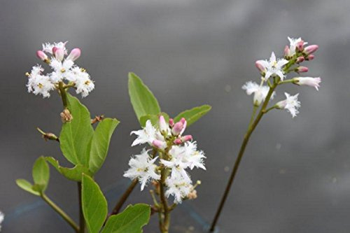 WASSERPFLANZEN WOLFF - Menyanthes trifoliata - Bitterklee - Fieberklee, weiß - heimisch - winterhart - QUALITÄTSSTAUDE durchwurzelt im 9x9 cm Topf - Blume des Jahres 2020 !