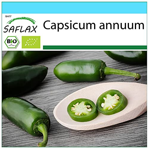 SAFLAX - Geschenk Set - BIO - Chili - Early Jalapeno - 20 Samen - Mit Geschenk- / Versandbox, Versandaufkleber, Geschenkkarte und Anzuchtsubstrat - Capsicum annuum