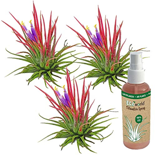 vdvelde.com - Ecoworld Tillandsia Ionantha Red Echt 3er Set - Tillandsien Luft Pflanzen Lonantha + Tillandsie Luft Pflanze Spray - 3 rote Tillandsia Deko - Pflegeleicht - Aus eigen Gärtnerei