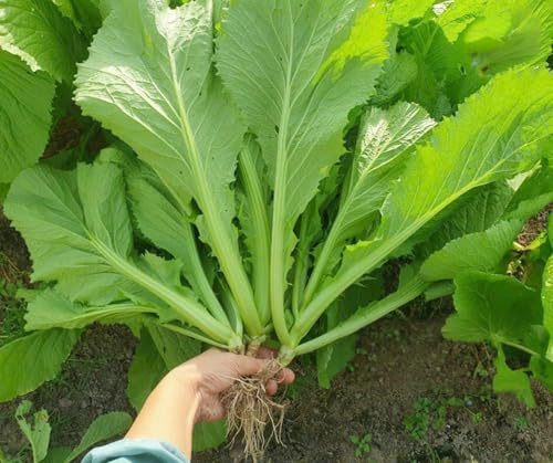 2000 Organic Mustard Green Seeds - Cải Bẹ Xanh - Leaf Mustard, GAI Choy - Non-GMO, Heirloom, Made in USA 99% Germination Rate - Vegetable for Yard & Garden Planting