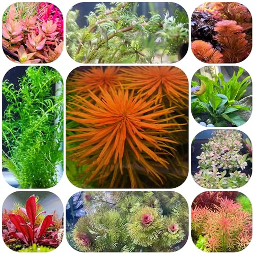 aquarium, nachhaltiges geschenk seltene zimmerpflanzen luftreinigende bio geschenke für gartenliebhaber pflanzensamen deko 1200samen