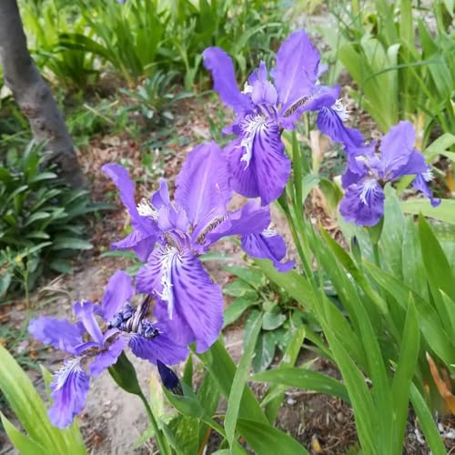 Bulbi di iris, iris, da appartamento esotiche bulbosi rari serre da balcone rampicanti giardino interno giardino arredamento del soggiorno 9pcs