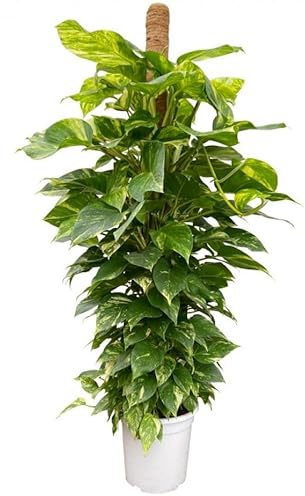 Potos Tutor Natural Agrega Vida a tu Espacio con esta Exquisita Planta de Interior