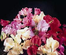 Semi Freschi - Semi di pisello dolce Galaxy Mix - 15 semi