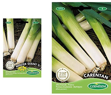 Germisem graines Poireau d'hiver de liège WINTER GIANT 2+ d'automne CARENTAN