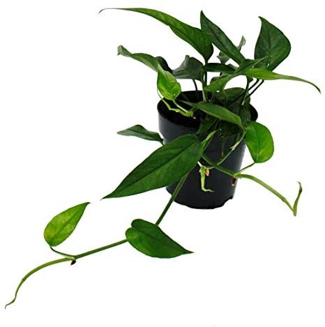 Exotenherz Epipremnum pinnatum Cebu Blue - blaugrüne Efeutute - 12cm Topf