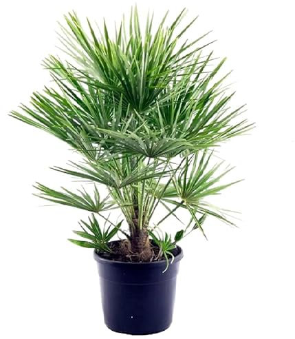 Chamaerops Humilis PALMA NANA in vaso 20 cm FOTO REALE AMDGarden