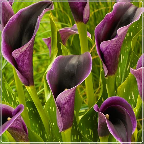 Calla Lily Bulbs-Calla Lily Plant Calla Lily Bulbs for Planting Now UK,Garden Flowers,Wedding Flowers,Plant Bulbs,Hardy Perennial-10bulbs-c