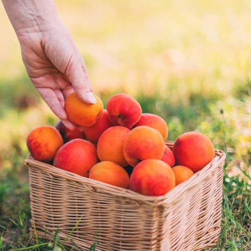 Semillas de albaricoquero para balcón. jardín de semillas raras columnares huerta enanos resistentes l comprar para 18pcs