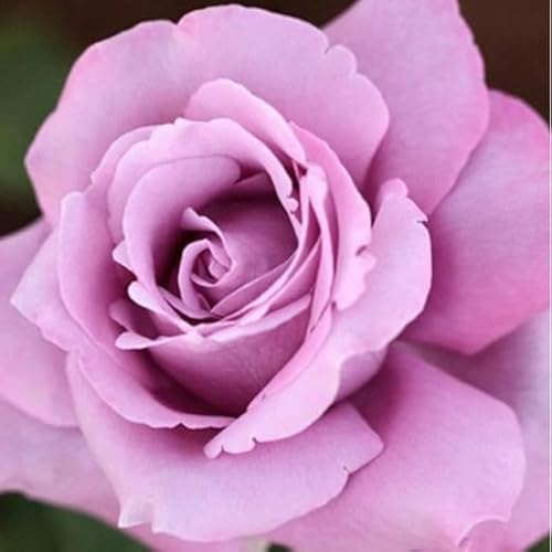 Rosal Premium Charles de Gaulle Perfumado