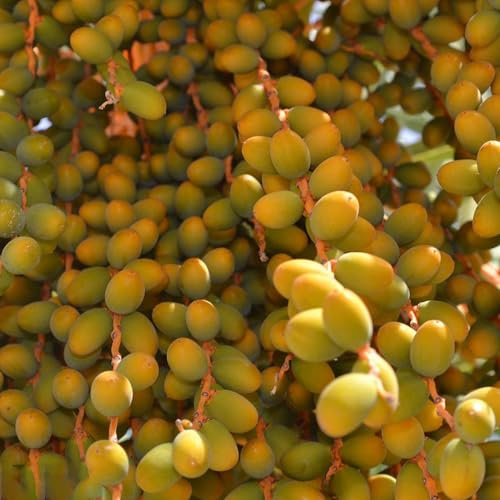 semillas de palmera datilera - cobertura del suelo resistentes variedades antiguas exterior balcón jardín 10pcs