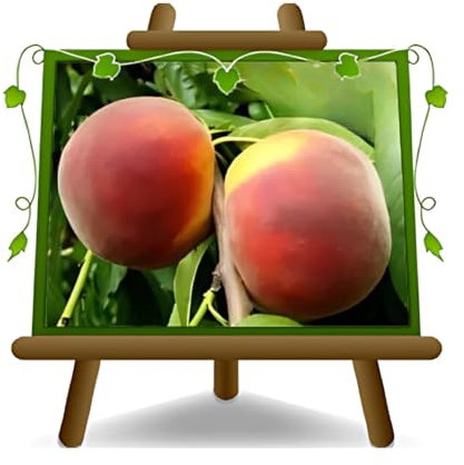 EURO PLANTS VIVAI Pesco Pesche a Polpa Gialla Fayette - Pianta da Frutto Antico su Vaso ø 24/26 cm - Altezza 170~200 cm - Età 4 Anni