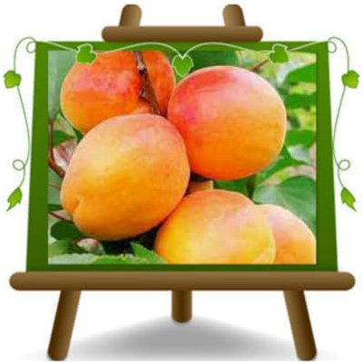 EURO PLANTS VIVAI Aprikosenbaum San Castrese Obstbaum im Topf 24–26 cm Höhe ca. 180 cm – Alter 4 Jahre - Italienische Gärtnerei