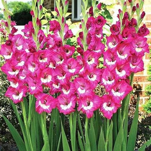 Gladiolus Bulbs Gladiolus Plant(Plant Bulbs,Wedding Flowers)-5bulbs-c