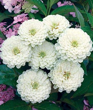 Orso polare bianco Zinnia Giganti 5 doppie dalia 40 + seed taglio Bouquet