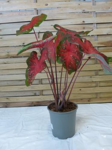 [Palmenlager] Caladium bicolor 60-80 cm- Topf 21 cm Ø // außergewöhnliche Zimmerpflanze mit bunten Blättern