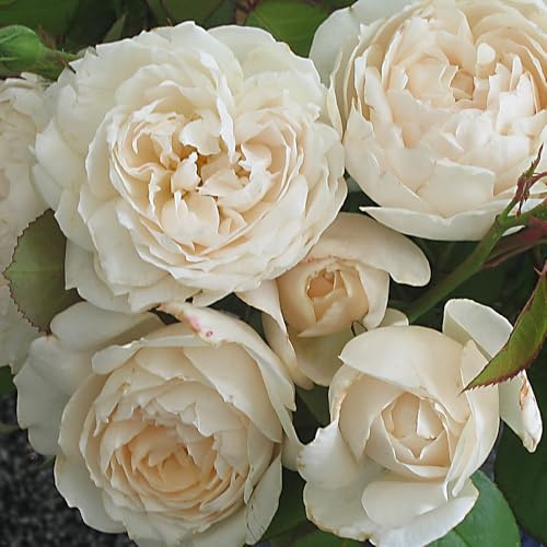 YouGarden Harkness Sandra's Rose, Established Plant in 4 Litre Pot, Ready to Plant, Fragrant Shrub Rose for Pots, Beds, and Borders, Summer to Autumn Flowering