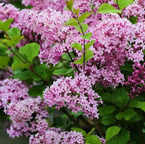 Zwergflieder Lillifee 30-40cm - Syringa meyeri - lebende Gartenpflanze aus den Baumschulen