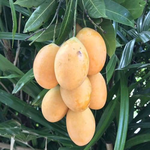 mangobaum balkonpflanzen winterharte kübelpflanzen obstsamen zimmerpflanze obstbaum spalierobst pflanzensamen biosaatgut steingartenpflanzen winterhart säulenobst winterharte stauden 12samen