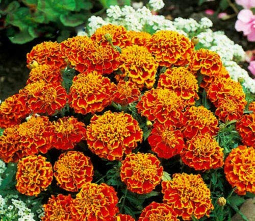 350 Seeds of Marigold Honeycomb Double Bicolor Flower (Tagetes Patula Nana)