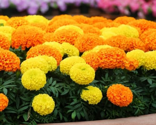 130 Seeds African Marigold, Orange Blooms, Tagetes erecta,Hawaii Flower Seeds