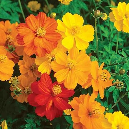 Perennial 80pcs Cosmos Flower Seeds