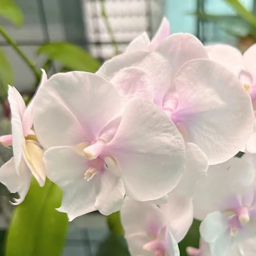 Phalaenopsis schmetterlingsflieder blumenstauden winterhart blumenwiese herbstaussaat mehrjährig balkon beet schnittblumen frühlingsblumen dachbegrünung pflanzensamen exotisch 20samen