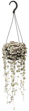 Planta Colgante Ceropegia Woodii Variegata, Decoración, Ø14cm, Altura 38cm