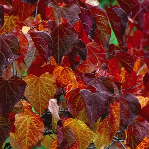 Cercis Canadensis 'Forest Pansy' - Hardy Tree - Purple Heart Shaped Foliage - Ideal for Small Gardens - Low Maintenance - Easy to Grow Your Own - 1x 9cm Pot by Thompson and Morgan (1)