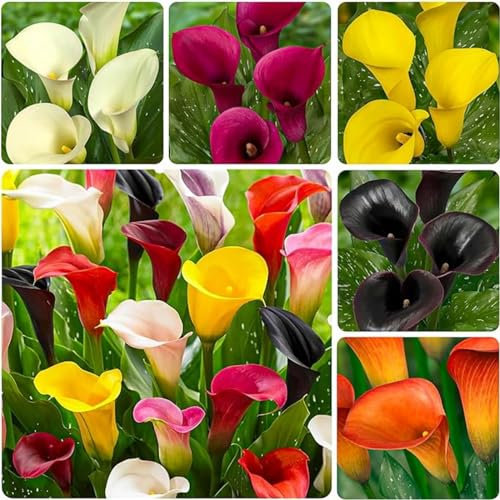Calla Lily Bulbs,Garden Flowers,Calla Lily Bulbs for Planting Now UK,Wedding Flowers,Plant Bulbs,Hardy Perennial,Cut Flowers,Strong Plants That Grow Well.-8bulbs-E
