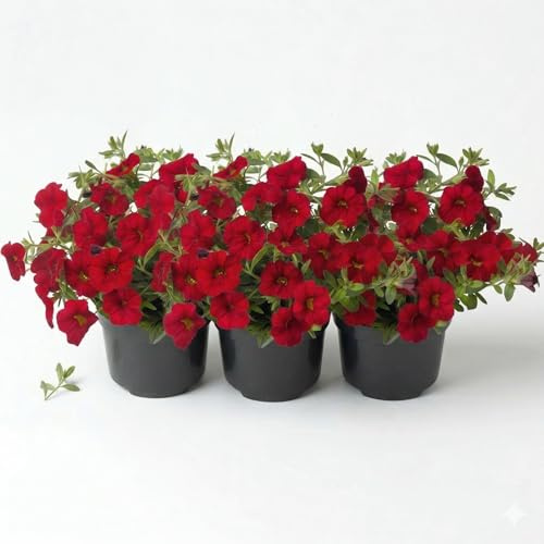 Unique Red Calibrachoa Jambo Red Surfinia Petunia | 3 Krukväxter | Intensivt röda färgade vårblommor | Prydnadsväxt för balkong, planteringslåda, terrass och trädgård | Riklig blomning