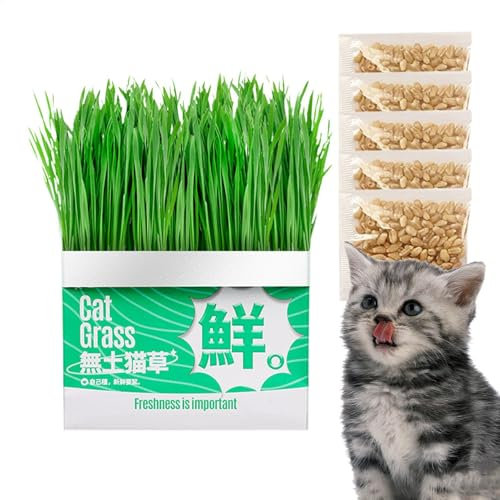 Indoor -Katzengras -Pflanzer - Weizengras -Wachstumstopf Für Die Gesundheit Und Verdauung Von Katzen | Robo- Und Haustier-sicheres Grasbehälter Für Ein Leichtes Wachstum, Ideal Für Kätzchen Und Erwach