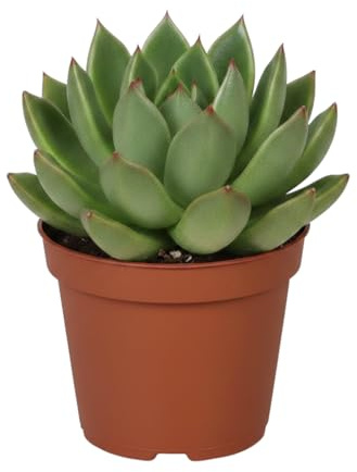 DECOALIVE Planta Suculenta Agavoides Echeveria Agavoides 12 cm Ø, Altura 10 cm para Salón Luminoso