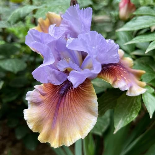 iris interior 6bulbos