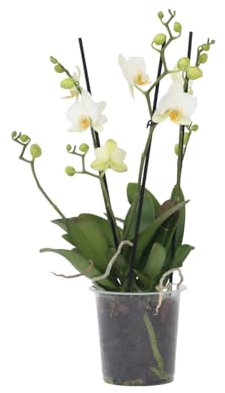 Plant in a Box - Phalaenopsis Multiflora - Orchidee Weiß - Mottenorchidee - Katzenfreundlich - Topf 12cm - Höhe 35-45cm