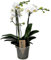 Plant in a Box - Phalaenopsis Multiflora - Orquídea Blanco - Planta de interior en flor - Apta para gatos - Maceta 12cm - Altura 35-45cm